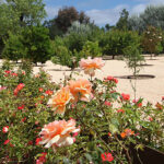 Narducci Modernist Organic Farm